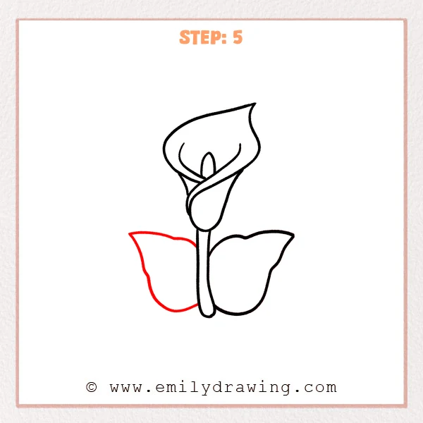 how to draw a calla lily - Calla lily drawing with a tall flower and stem, now showing two large leaves at the base on both sides.